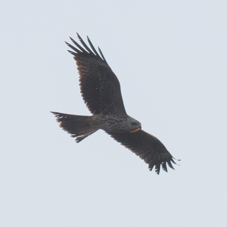 Black kite